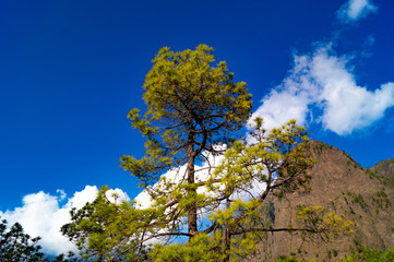 La Palma, Canary Islands, Spain, National Park showing Pine forests recovering after forest fires