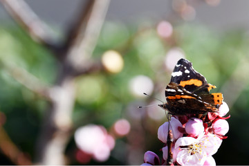 La bella farfalla Vanessa Atalanta ,sui fiori di pesco