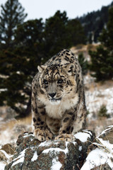 snow leopard is a little mad 
