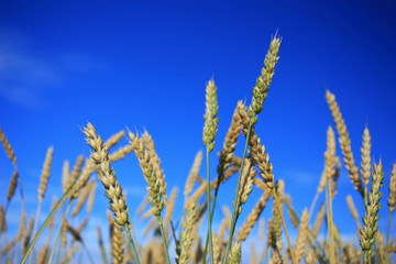Fototapeta premium Golden ears of rye in a field