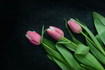 Beautiful pink tulips on a dark background close up