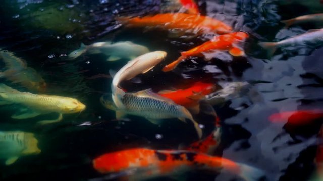 Koi fish or Amur carp fish slow motion swimming in pond.