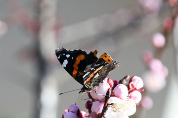 La bella farfalla Vanessa Atalanta ,sui fiori di pesco
