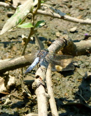 Obraz premium Close-up of a beautiful grey dragonfly sitting on a branch