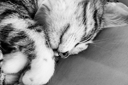 Black and white image of sleeping tabby cat kitten