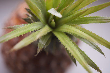 Juicy pineapple is an exotic fruit, macro photography soft focus.