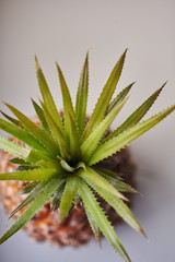 Naklejka na ściany i meble Juicy pineapple is an exotic fruit, macro photography soft focus.