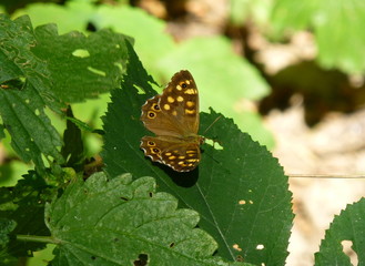 Photo of a beautiful speckled wood butterfly sitting on the leaf of a green plant