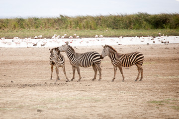 Fototapeta na wymiar Funny zebras (Equus quagga) walking and playing near the road in Manyara National Park, Tanzania, Eastern Africa