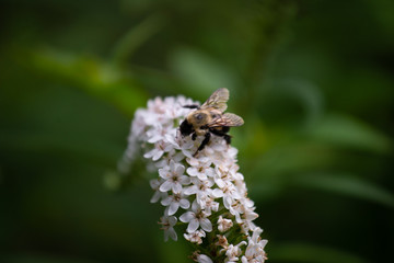 Connecticut Summer