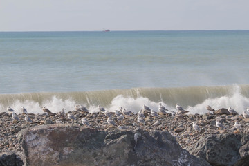 Gulls resting by the sea. Seascape sunny day