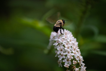 Connecticut Summer