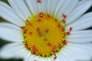 Aoûtats sur marguerite