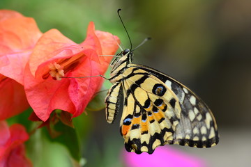 beautiful yellow butterflies perch on flowers in the wild. Rhopalocera Lepidoptera Insecta Arthropoda Animalia  Vanessa cardui