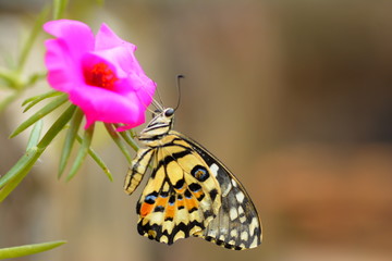 beautiful yellow butterflies perch on flowers in the wild. Rhopalocera Lepidoptera Insecta...