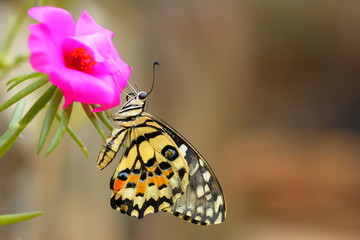 beautiful yellow butterflies perch on flowers in the wild. Rhopalocera Lepidoptera Insecta Arthropoda Animalia  Vanessa cardui