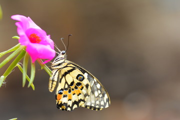beautiful yellow butterflies perch on flowers in the wild. Rhopalocera Lepidoptera Insecta Arthropoda Animalia  Vanessa cardui