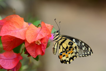 beautiful yellow butterflies perch on flowers in the wild. Rhopalocera Lepidoptera Insecta Arthropoda Animalia  Vanessa cardui