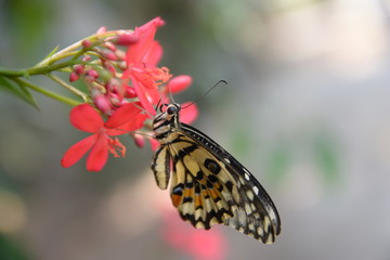 beautiful yellow butterflies perch on flowers in the wild. Rhopalocera Lepidoptera Insecta Arthropoda Animalia  Vanessa cardui