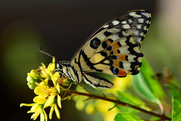 beautiful yellow butterflies perch on flowers in the wild. Rhopalocera Lepidoptera Insecta Arthropoda Animalia  Vanessa cardui