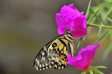 beautiful yellow butterflies perch on flowers in the wild. Rhopalocera Lepidoptera Insecta Arthropoda Animalia  Vanessa cardui