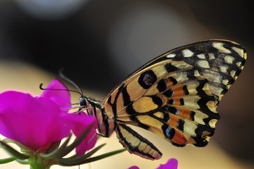 beautiful yellow butterflies perch on flowers in the wild. Rhopalocera Lepidoptera Insecta Arthropoda Animalia  Vanessa cardui