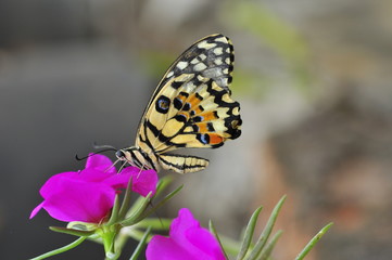 beautiful yellow butterflies perch on flowers in the wild. Rhopalocera Lepidoptera Insecta Arthropoda Animalia  Vanessa cardui
