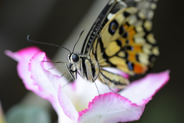 beautiful yellow butterflies perch on flowers in the wild. Rhopalocera Lepidoptera Insecta Arthropoda Animalia  Vanessa cardui