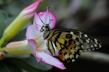 beautiful yellow butterflies perch on flowers in the wild. Rhopalocera Lepidoptera Insecta Arthropoda Animalia  Vanessa cardui