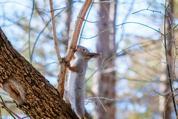 Hungry and funny one wild squirrel sitting on a tree in the spring forest