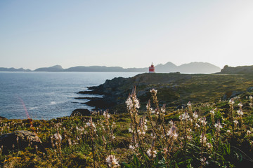 Fototapeta na wymiar Wild flowers in Home Cape, Galicia, Spain