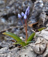 Spring flowering Scilla bifolia