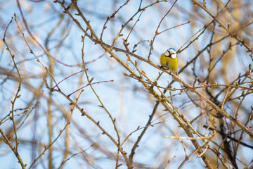 hungry wild bird titmouse on a tree in spring forest