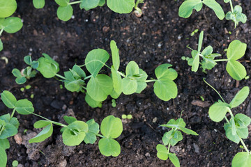Young pea plants in early spring garden. Spring.