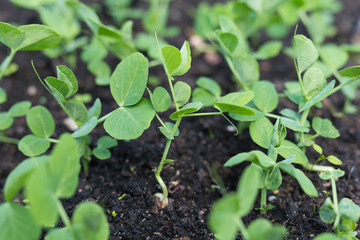 Young green pea plants in early spring garden. Spring.
