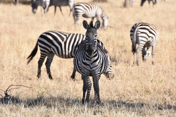 Fototapeta na wymiar Zebra in Serengeti National Park, Tanzania
