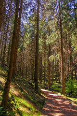 Footpath in summer green forest, Czech Republic