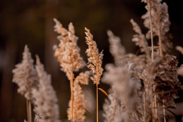 Grass and sunset