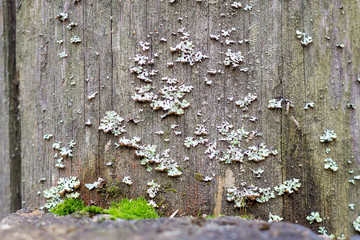 Close-up natural still life in the spring forest with different types of moss, plants and insects on the surface of the tree as a background. Texture.