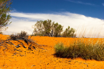 Spinifex and tree in the outback