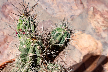 View on cactus plants in Argentina