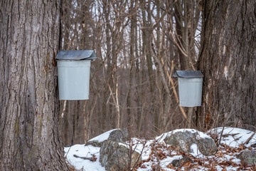 Maple Syrup Buckets