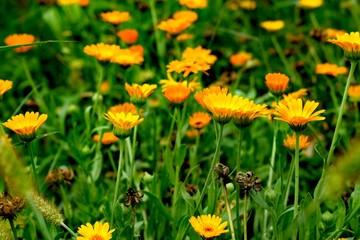 Calendula is a genus of about 15–20 species of annual and perennial herbaceous plants in the daisy family Asteraceae that are often known as marigolds