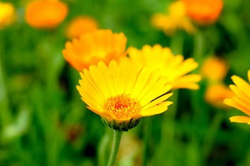 Calendula is a genus of about 15–20 species of annual and perennial herbaceous plants in the...