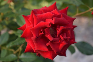 Blossoming of a red rose