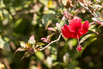 Fototapeta premium Close up of red Hibiscus rosa-sinensis