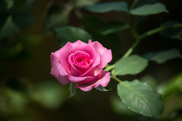 Pink  rose flower with green leaf