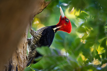 Pale-billed woodpecker - Campephilus guatemalensis  is a very large woodpecker that is a resident...