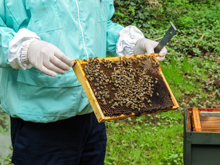 A frame of bees and wax covered in bees being held by the beekeeper