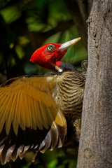 Pale-billed woodpecker - Campephilus guatemalensis  is a very large woodpecker that is a resident breeding bird from northern Mexico to western Panama